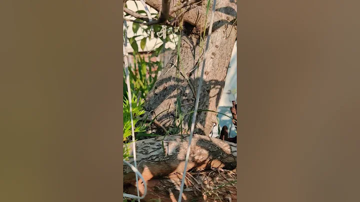 Baobab bonsai @Rajpadia  #baobab #bonsai #shorts #youtubeshorts #bonsaitree