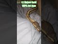 0.1 Mojave Enchi 100% het Hypo
