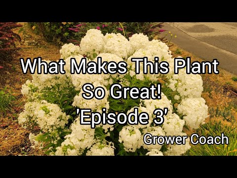 What Makes This Plant So Great 'Episode 3' (Phlox Davidii)