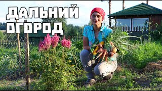 Harvest from my garden. Life in the village