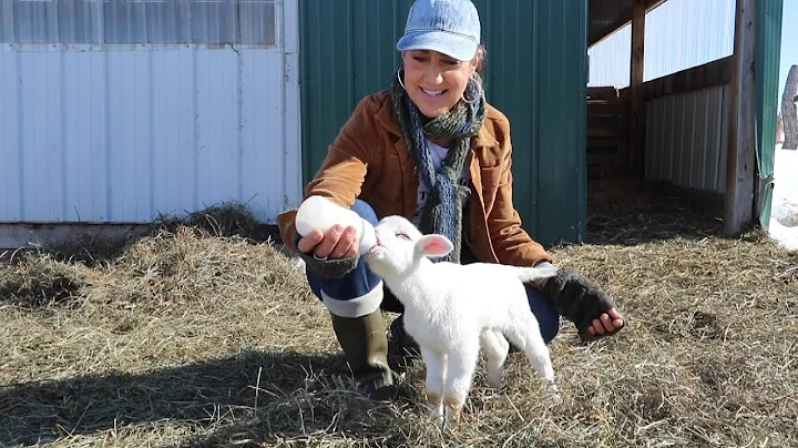 Raising an Orphaned Lamb | Homesteading Life Off G...