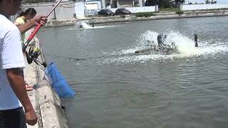 2013/07/16-18 平日東池 當日片花~!!!! 大白鯊海釣場