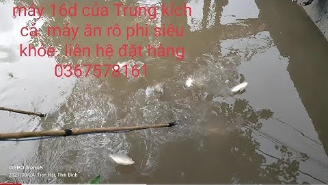 kích cá máy 16d siêu khỏe. rô phi phải khóc.lien hệ 0367578161