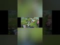 Dota 2 mirana POS 3 #shorts #dota2 #fyp #tryhard