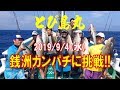 【とび島丸】銭洲カンパチに挑戦!!（2019/9/04）