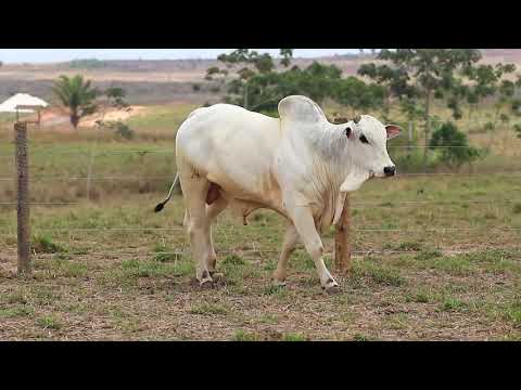 2º Leilão Pecuária do Futuro - Lote 13