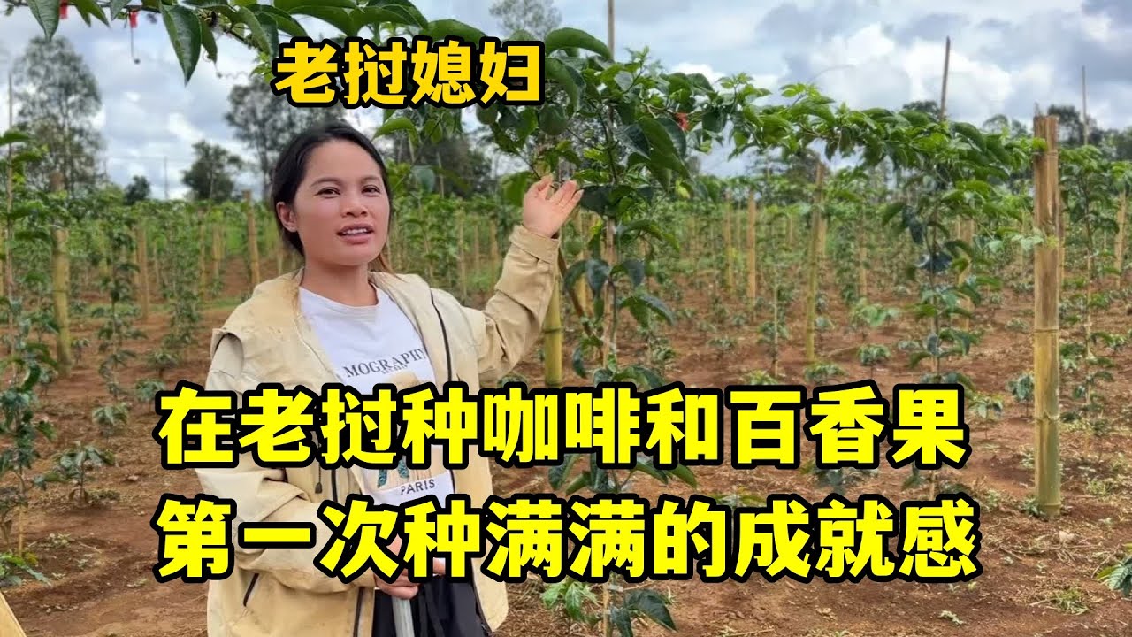 在老撾創業種咖啡和百香果，4個月了長勢喜人，滿滿的成就感！