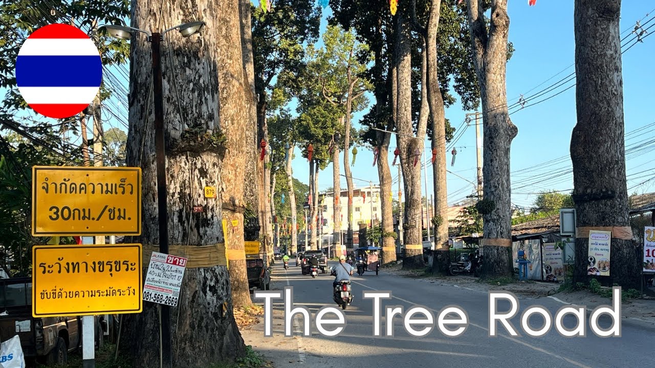 Chiang Mai’s famous ‘Tree Road’