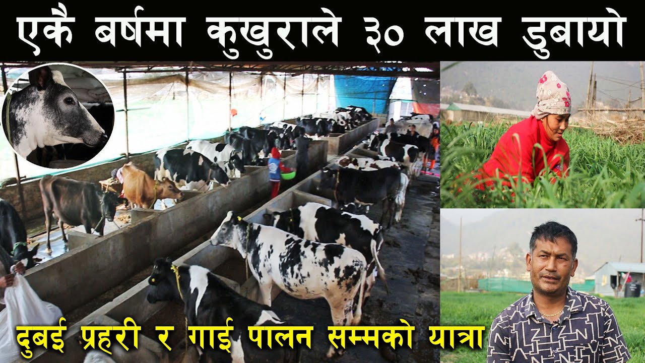५० भन्दा बढी होल्स्टेन गाईबाट मासिक दुई लाख आम्दानी ! Cow farming in Nepal