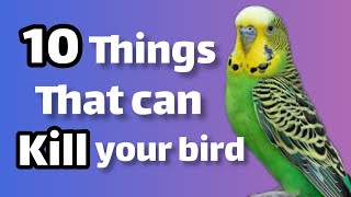 These 10 Things Can Kill Your Bird
