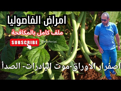 فيديو: لماذا تحصل الفاصوليا الخضراء على بقع بنية؟