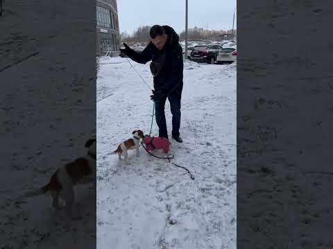 Видео: Сортове на Джак Ръсел Териер