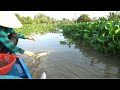 81 / Giăng câu cá tra về làm khô | Fishing