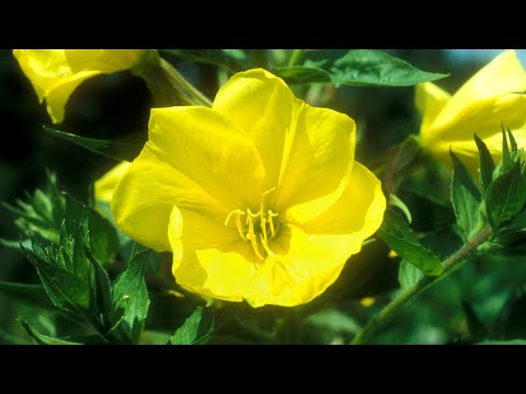 Video: Die Anfangskappe Ist Eine Schöne Heilpflanze