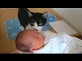 猫は赤ちゃんに遭遇した！ Cat meets Baby for the first time.