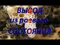 пчеловодство вывод из роевого состояния