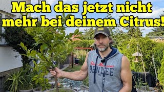 Das darfst du bei deinem Zitronenbaum jetzt nicht mehr machen!