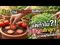 🍅 ฝังมะเขือเทศแล้วงอกเป็นร้อย แต่ทำไมไม่ออกลูกเลย