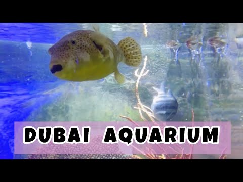 Dubai aquarium 2023 | Exploring Dubai aquarium with kids @Easybusykids