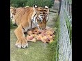 Tiger Eating Chicken Leg Piece Shorts 