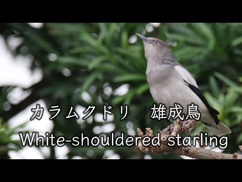 【白班が特徴】カラムクドリ雄！ White shouldered starling