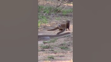 Black Mamba Vs Dwarf Mongoose.