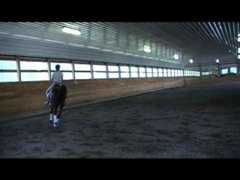 Leanos, 3rd level imported dressage gelding for sa...