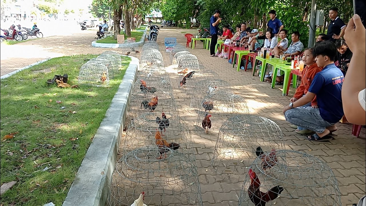 OFF GÀ TRE BẮC _CUỐI TUẦN