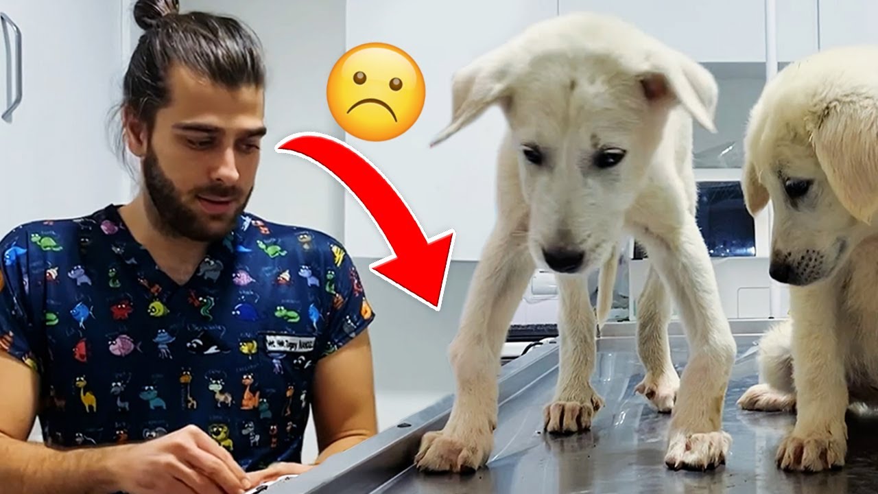 2 щенка овчарки, у которого вылечено заболевание костей! #TheVet