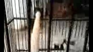 Download Ciblek Harga 100juta Video MP3 Ciblek Harga 100juta