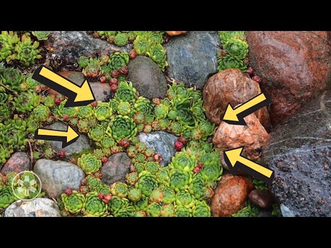 Wideo: Wybór Kamieni Do Ogrodu Skalnego