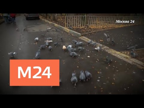 "Спорная территория": "Москва и голуби" - Москва 24