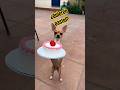 Este chihuahua panzón tiene un pastel… ¿QUÉ podría salir mal? 😂