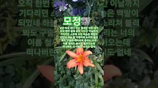 모정  #이미자#트로트#1977이미자인생곡ㆍ최고히트인기애창곡