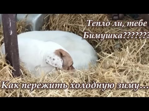 Тепло ли тебе Бимушка??? Как пережить холодную зиму? Приют для животных