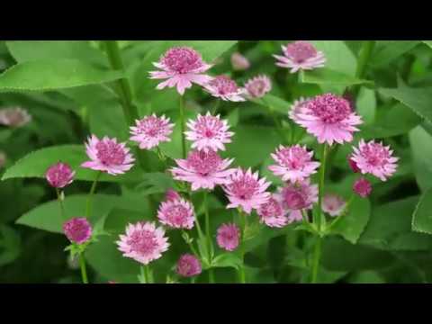 Video: Astrantia Groot (53 Foto's): Planten En Verzorgen In Het Open Veld Voor Een Kruidachtige Plant Astrantia Major, Variëteiten 