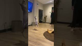 Sphynx cat jumps like crazy