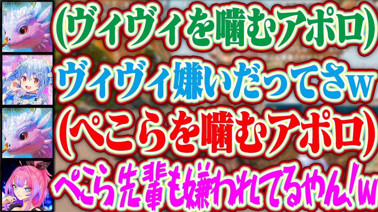ぺこら先輩のアポロに噛まれ煽られるヴィヴィちゃんだが、すぐぺこら先輩も噛まれて煽り返すヴィヴィちゃん + アポロをノエルに自慢するぺこらww【ホロライブ/兎田ぺこら/綺々羅々ヴィヴィ/白銀ノエル】