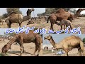 Largest camel mandi pakistan