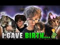 I Finally Gave Birth... Meet Pylon The Cat!