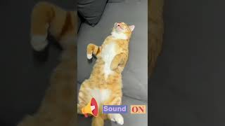 Aww.. Funny Cute Cats  #viralshorts | Viral Clips Compilation  | Wait For Last One  #funny #cat