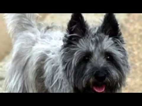 toto dog breed