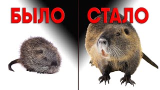 видео: НУТРИИ: было и стало картинка: НУТРИИ: было и стало