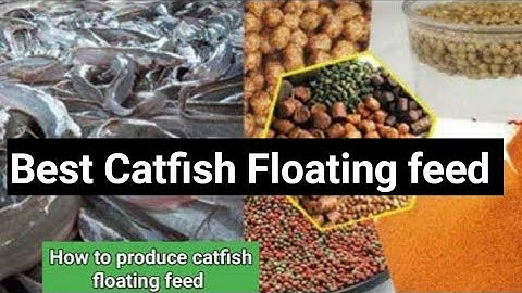 How to produce Catfish floating feed step by step guide