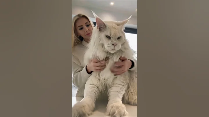 Video 11824111: maine coon cats love, pet maine coon, big maine coon, mainecoon, cat breed