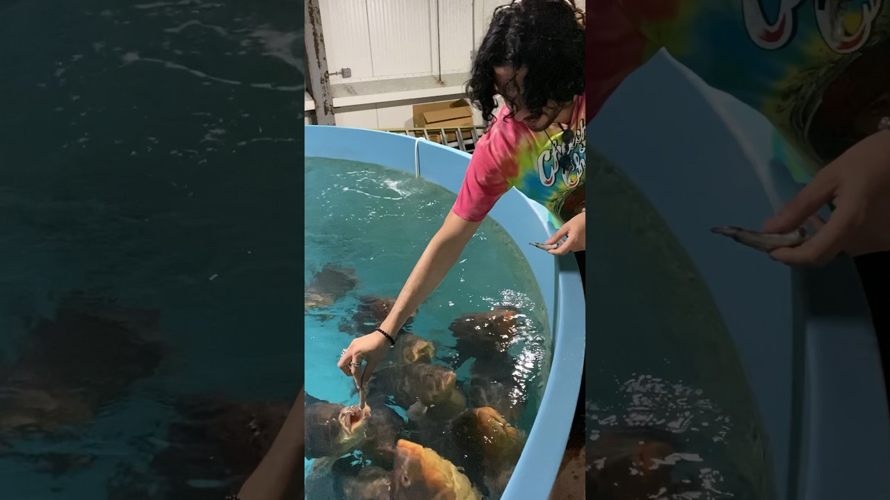 Snack Time: Giant Nassau Grouper