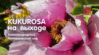 Кукуроза на выходе!!🌼 Цветение в КАЛИНИНГРАДСКОМ БОТАНИЧЕСКОМ САДУ