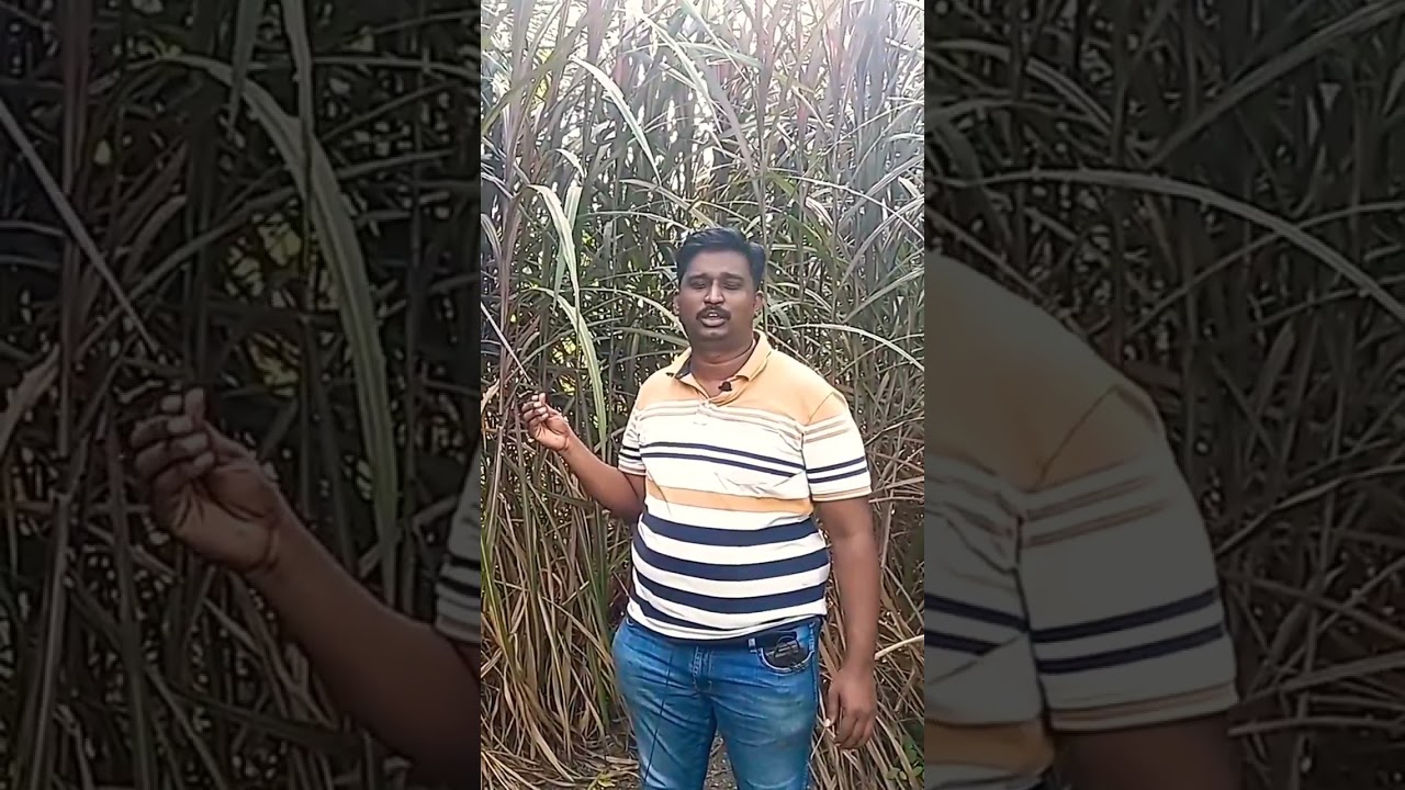 Advantages of Red Napier 