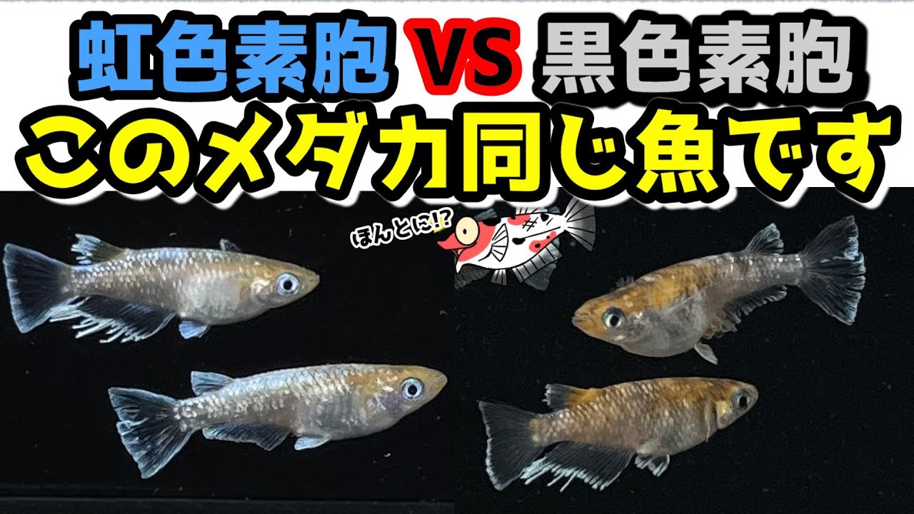 Must-see! Raising medaka and light blue tubs - Learn about the