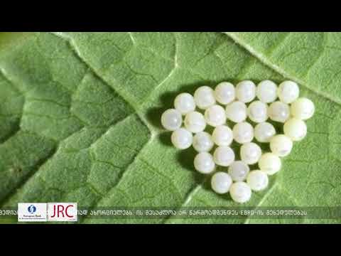 ხუთი თვის წინ  ოზურგეთის მუნიციპალიტეტში ბიოლოგიური ლაბორატორიის მოწყობა დაიგეგმა